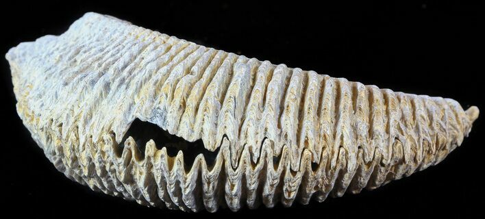 Cretaceous Fossil Oyster (Rastellum) - Madagascar #49875